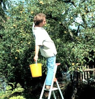 Obstpflücken (Foto: Das Sichere Haus DSH)